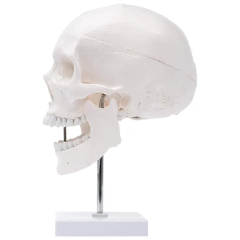 Medicīnas aksesuārus modeli Dzīves Izmēra Cilvēka Galvaskausa Modeli, Anatomijas Anatomija Medicīnas Mācību Skeletu Galvas Studē Mācību materiāli 0